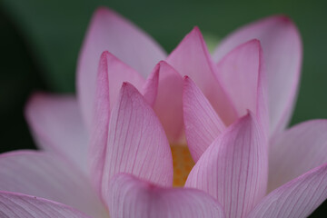 開花始めの蓮クローズアップ