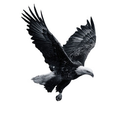 Obraz premium Monochromatic Majesty: An eagle soaring in freedom against the canvas of the night sky