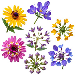 Fototapeta premium Assorted vibrant wildflowers including yellow daisies purple crocuses pink and yellow zinnias and bluebell flowers arranged on a white background