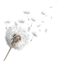 A dandelion seed head, dispersing seeds in the wind