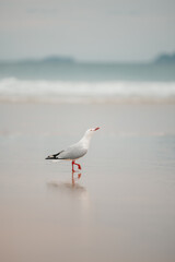 Lone seagull walking on wet sand on the beach at low tide with copy space