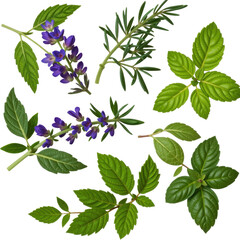 Fresh botanical herb collection with lavender rosemary and mint leaves isolated on white, natural aromatic herbs for cooking or herbal remedies