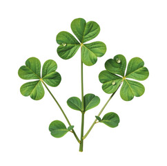 Fresh green clover leaves with four leaf clover pattern and vibrant foliage isolated on white background for luck and nature themes
