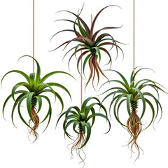 Hanging air plants collection featu four lush green tillandsia plants with spiky leaves and brown roots suspended on natural jute sts on plain white background
