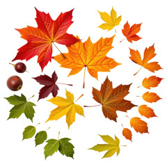 Assorted colorful autumn maple leaves in red yellow orange green and brown with acorns isolated on white background
