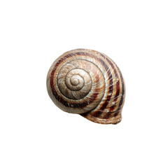 Close-up of a spiral snail shell