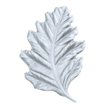 Silver metallic a detailed, textured silver oak leaf isolated on a transparent background isolated on a transparent background