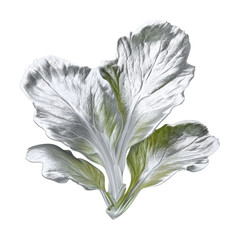 Silver metallic, a single green leafy plant isolated on transparent background isolated on a transparent background