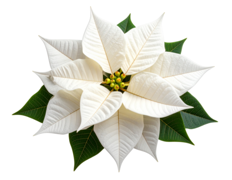 White Poinsettia Bloom with Frosted Edges and Glitter Highlights, Elegant Holiday Version, Transparent PNG