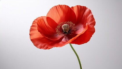 Obraz premium a beautiful single red poppy flower with a long green stem isolated on a white background depicting simplicity and elegance