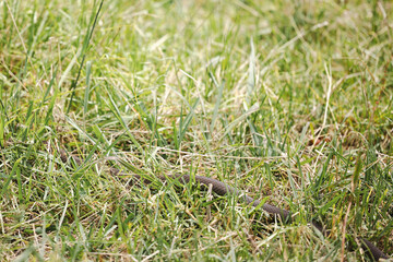 Eastern brown snake hidden in long grass
