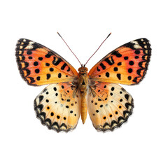 Naklejka premium Close-up of a vibrant butterfly