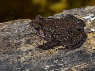 Toad is sitting on the log on the blurred tree background.