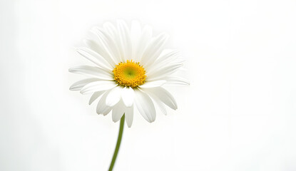 A minimalistic close-up of a white daisy flower isolated on a pure white background, highlighting the delicate petals, vibrant yellow center, and simple natural elegance in a clean and modern composit