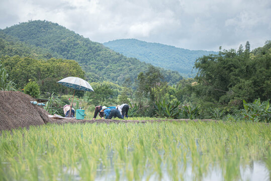 Farmers grow rice in terraced fields on hillsides during the rainy season, planting sanpatong 1 rice variety.