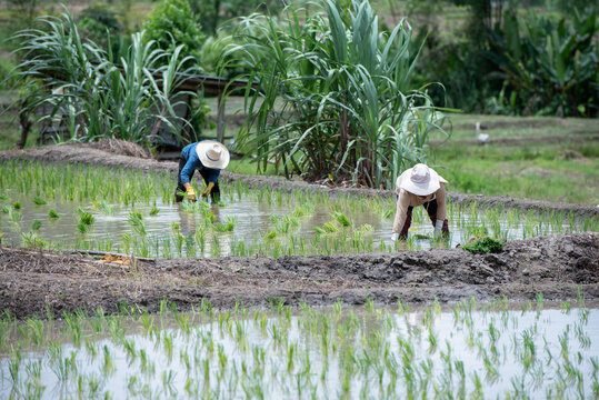 Farmers grow rice in terraced fields on hillsides during the rainy season, planting sanpatong 1 rice variety.