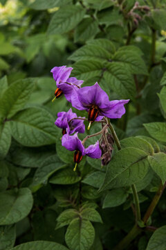 night shade blossoms surrounded by lush green leaves