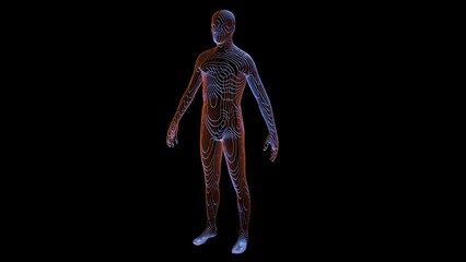 Obraz premium Human body made of contour lines. Human Anatomy made of cross sectional sliced segments. Man's body made of strips, slices. 3d render illustration.