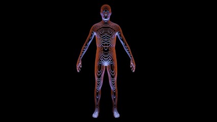 Human body made of contour lines. Human Anatomy made of cross sectional sliced segments. Man's body made of strips, slices. 3d render illustration.