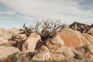 Desert Landscape