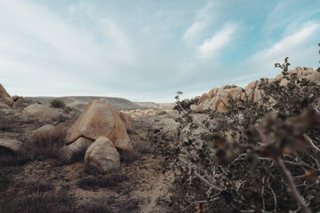 Desert Landscape