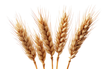 Close-up of several wheat stalks, light golden-tan color,  isolated on black background.  Detailed,  showing  grain heads