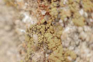 Desert Plant