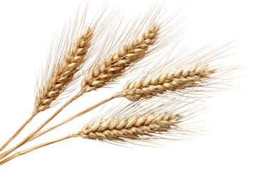 Close-up of three wheat stalks