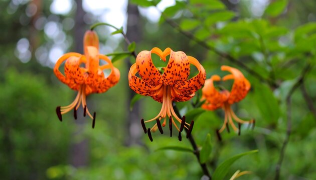 Elegant orange tiger lilies with distinct black spots against a soft green backdrop