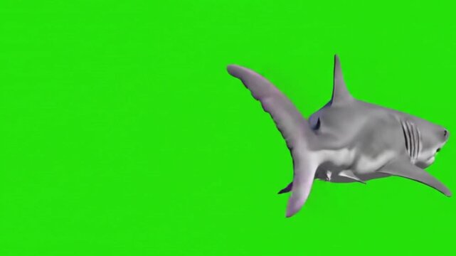 Shark swimming with grey body on green background
