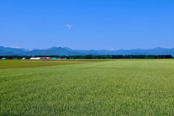 麦畑・北の大地（北海道・帯広市）