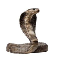 Fototapeta premium Striking studio shot of a cobra in its defensive posture against a stark black background., vector graphic