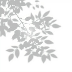 shadow overlay effect. Gray shadow of leaves isolated on white background. 
Plant foliage leaf shadow light effect. Mockup Blurred tree branch shadow. Ideal for summer spring design elements PNG