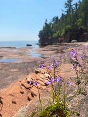 flowers on the beach