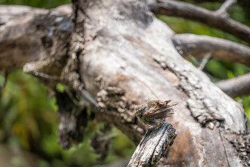A juvenile Song Sparrow on an old rotten log at Oaks Bottom Wildlife Refuge in Portland Oregon