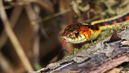 Vibrant garter snake, a colorful reptile, close-up with tongue flicking and direct gaze, showcasing intricate scales and stunning natural beauty in its habitat.