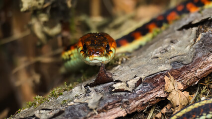 Intense direct gaze of a beautiful garter snake, captured up close with stunning detail and vibrant colors in the wild.