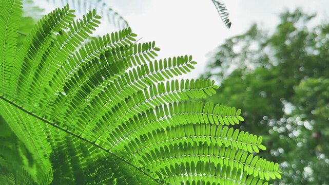 Closeup of Gulmohar leaves, they are known for their compound, feathery structure, resembling fern fronds. They are typically a bright green color and are sensitive to light