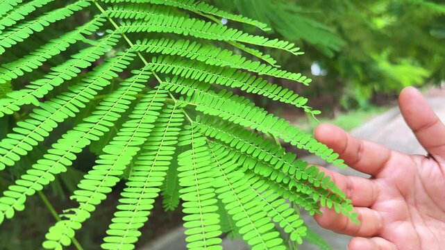 Closeup of hand touching the leaves of gulmohar (Delonix regia), or Royal Poinciana tree