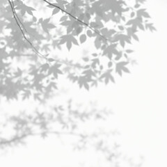 Obraz premium shadow overlay effect. Gray shadow of leaves isolated on white background. Plant foliage leaf shadow light effect. Mockup Blurred tree branch shadow. Ideal for summer spring design elements PNG