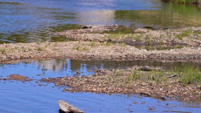 4K zoomed shot captures a lone killdeer (Charadrius vociferus) looking for food along the Yosemite river bank. The bird almost blends in with the rock pebbles of the riverbank.