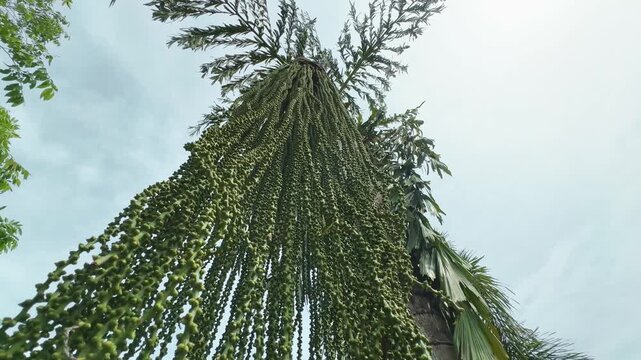 Flowers of caryota urens palm swaying gently with the wind, it produces long, drooping inflorescences flower clusters also known as the fishtail palm