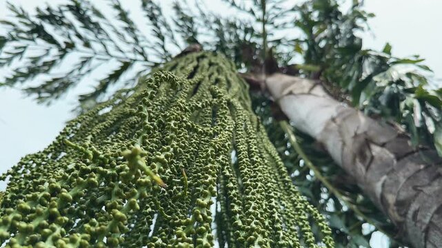 Low angle shot of Caryota urens, showcasing it's fruit and flower, it is also known as the Fishtail Palm, Toddy Palm, or Jaggery Palm