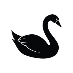 black swan vector illustration