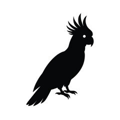  cockatoo-silhouette-on-white-background
