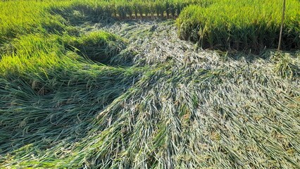 Rice trees in the field collapsed crop failed harvest due to wind storm