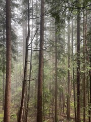 Foggy Pine Forest with Tall Trees in Vancouver