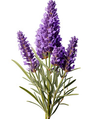 Vibrant purple lavender flowers against a stark transparent background