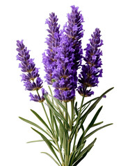 Fototapeta premium Vibrant purple lavender flowers against a stark transparent background