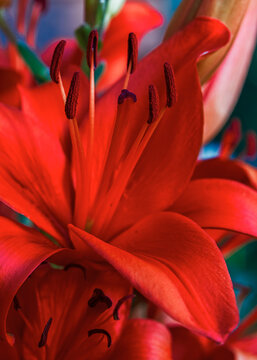 close up of an vibrant lily blossom 